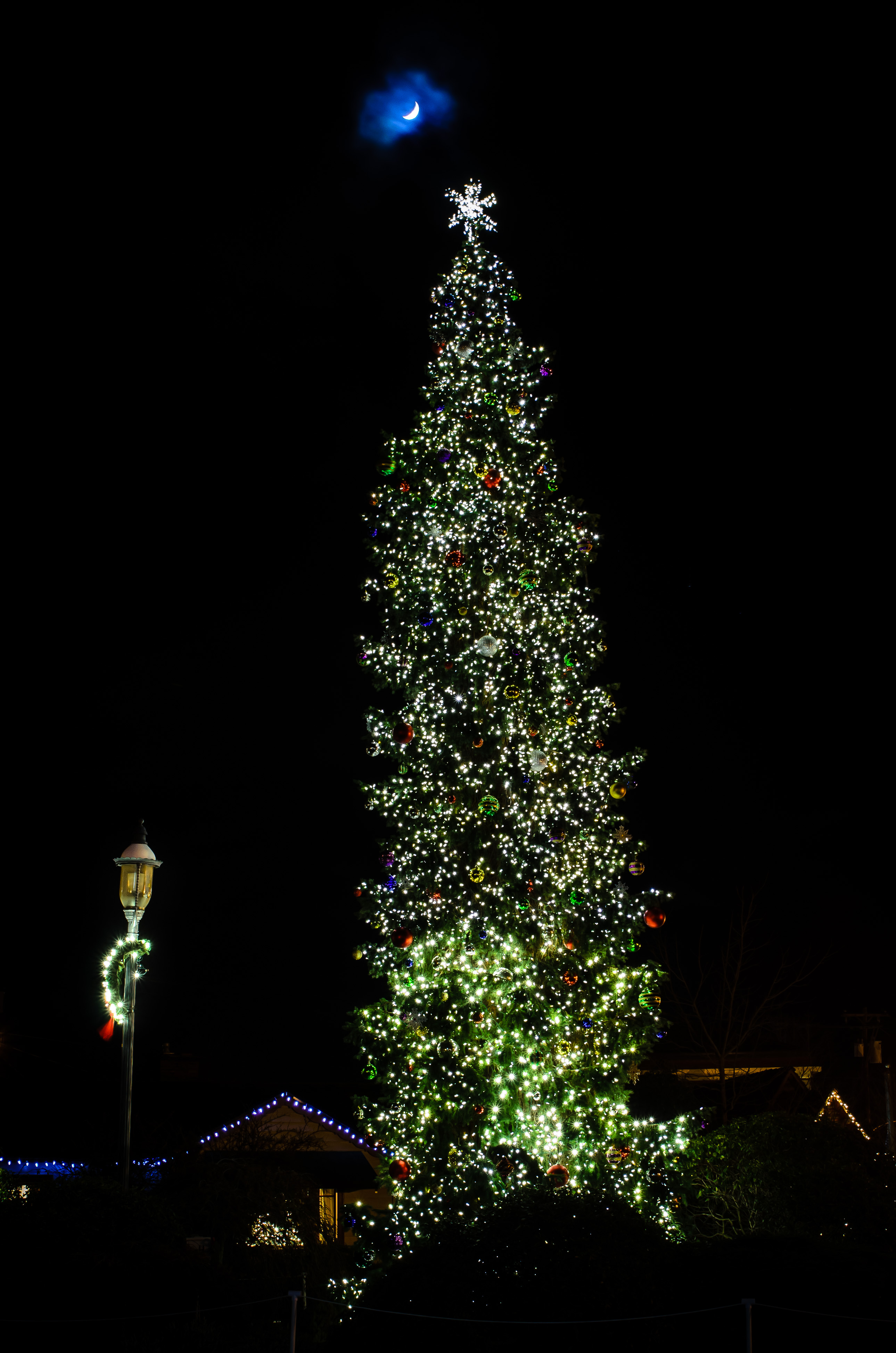 Edmonds, WA Town Christmas Tree