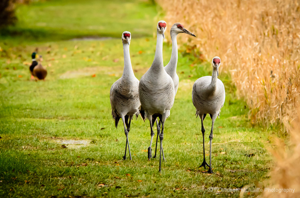 Strolling Sandhill Cranes