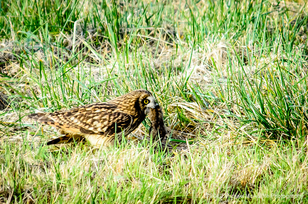 Short-eared owl with rodent.