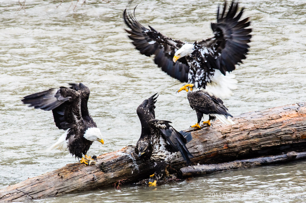 Leusistic Bald Eagle on the Nooksack River near Bellingham, Washington.