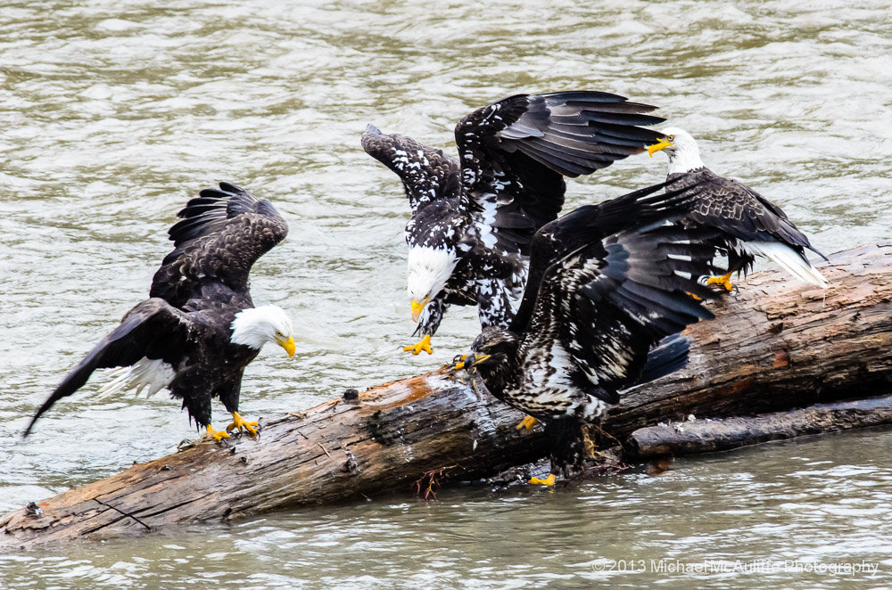 Leucistic Bald Eagle on a log in the Nooksack River near Bellingham, Washington.