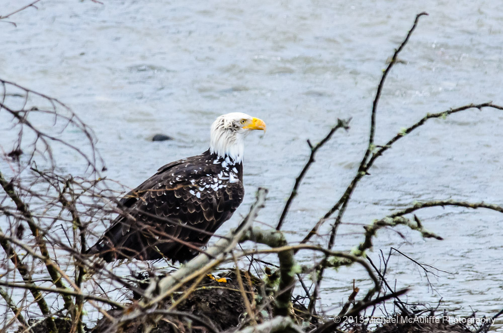 Leucistic Bald Eagle posing on the bank of the Nooksack River near Bellingham, Washington.