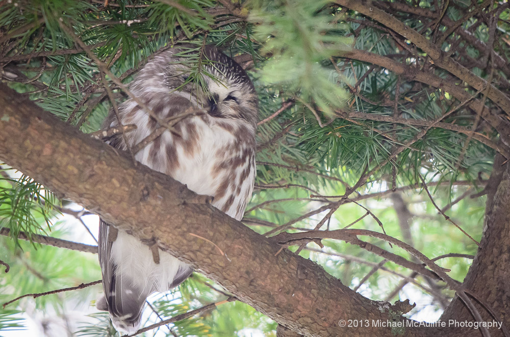 Napping Saw-whet Owl