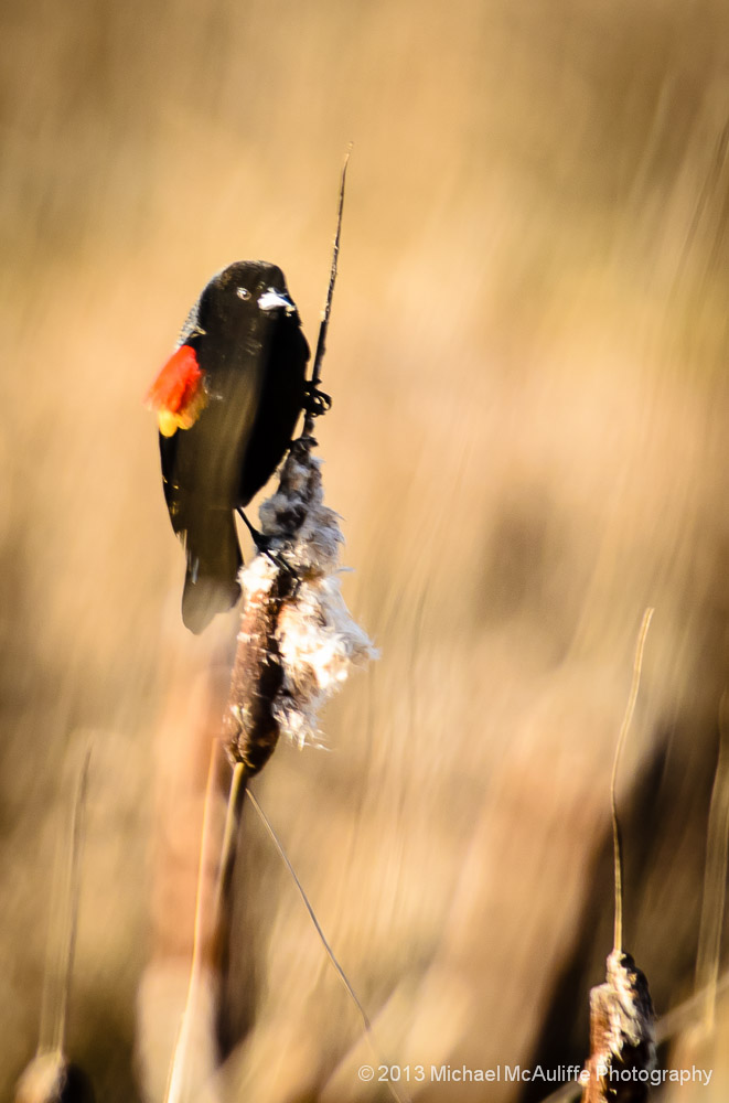 Red-winged Blackbird at the Edmonds Marsh.