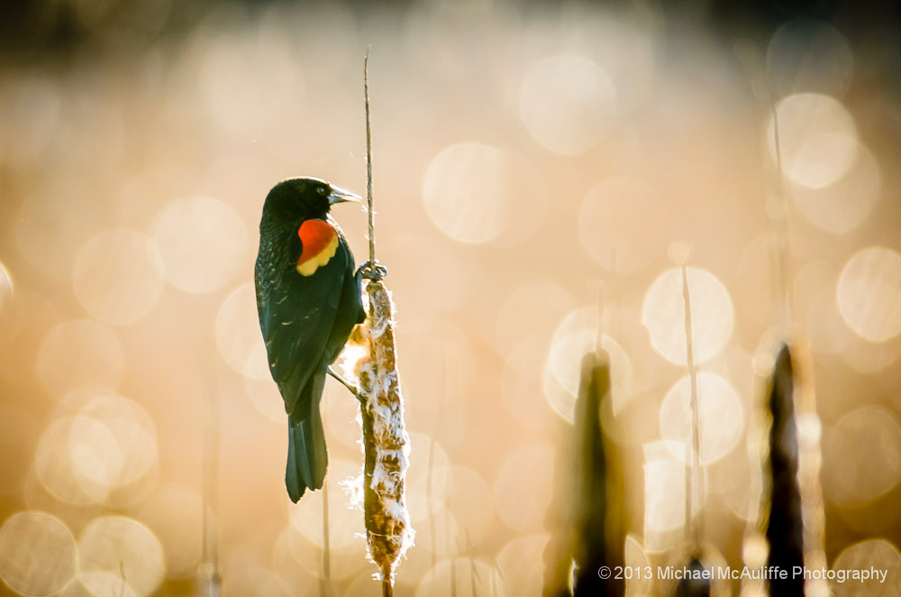 Red-winged Blackbird Photo From Edmond Marsh