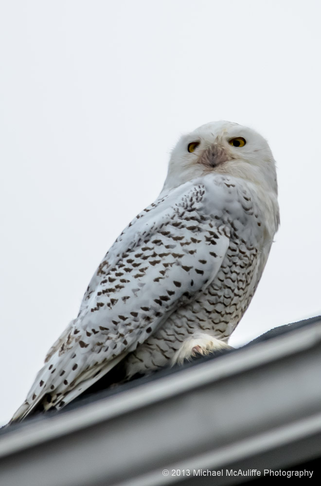 Snowy Owl on a roof top in Edmonds, WA.