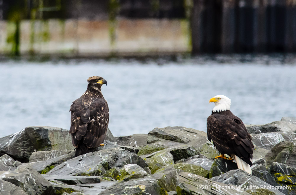 Adult and juvenile bald eagles.