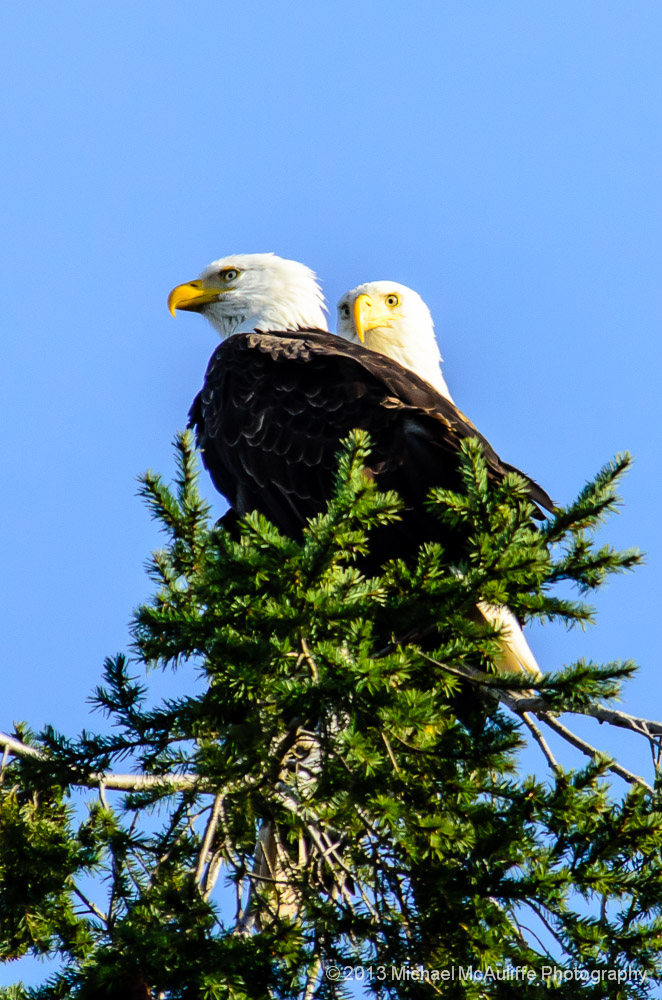 A Pair of Bald Eagles In a Tree