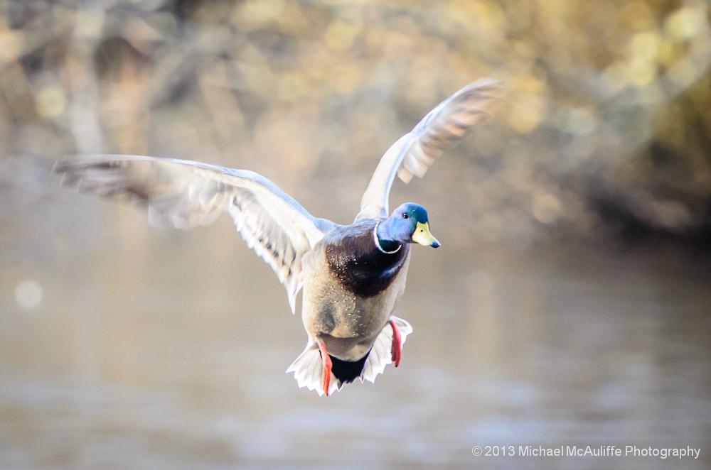 Mallard duck preparing to land on Chase Lake near Edmonds, Washington.