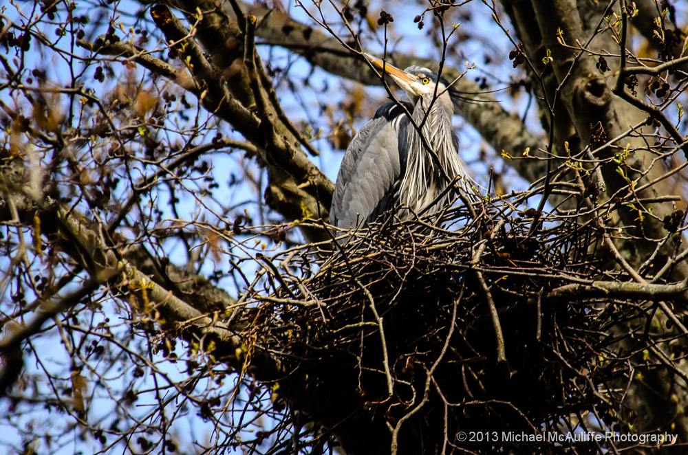 Great Blue Heron Nest at the Willow Creek Fish Hatchery near Edmonds marsh.