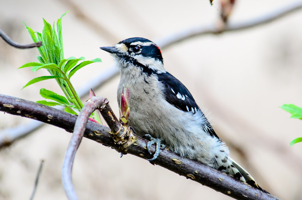 A Downy Woodpecker at the Edmonds Marsh