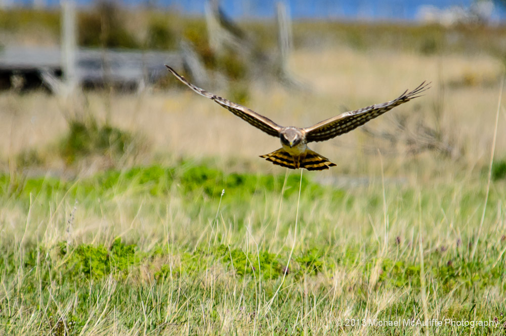 A Northern Harrier at Crockett Lake on Whidbey Island
