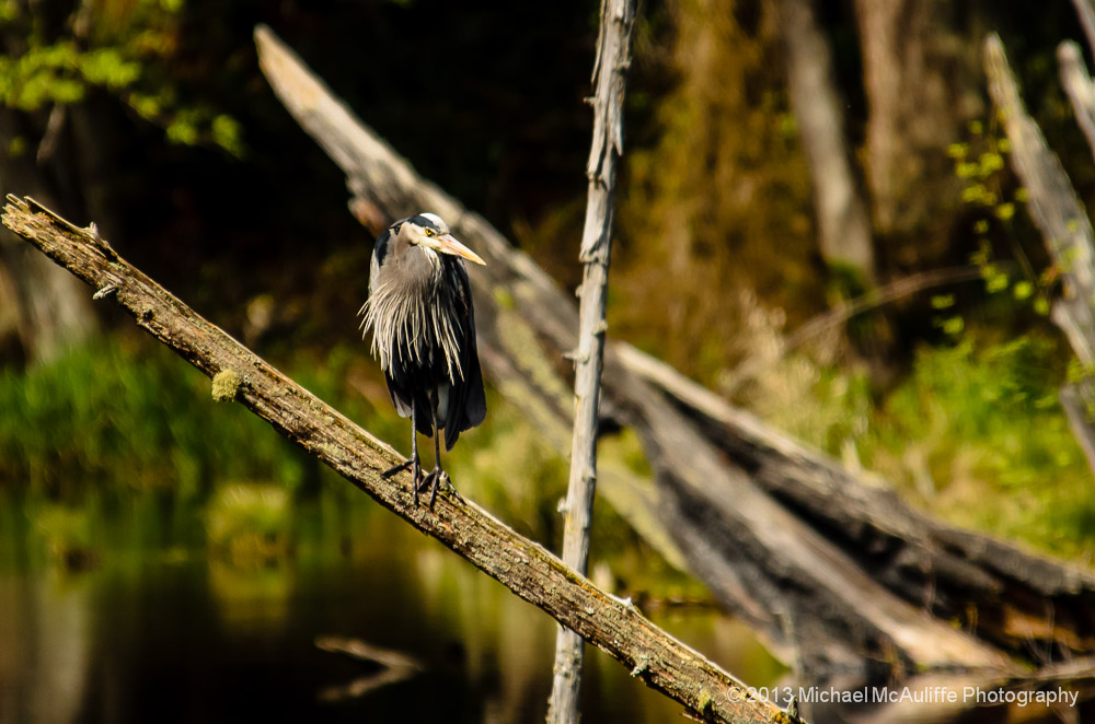 A Great Blue Heron at the Earth Sanctuary on Whidbey Island