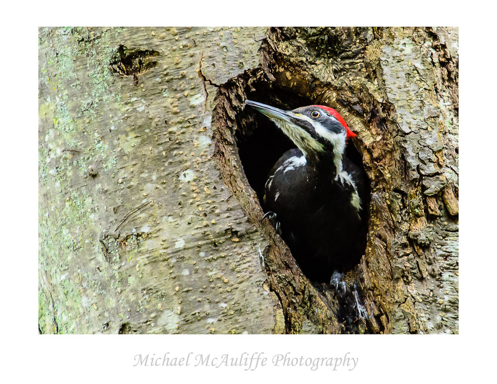 A Pileated Woodpecker Peers out of a Hole in a Tree