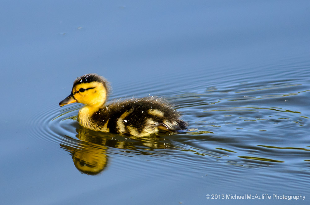 Baby Duck at Point Edwards