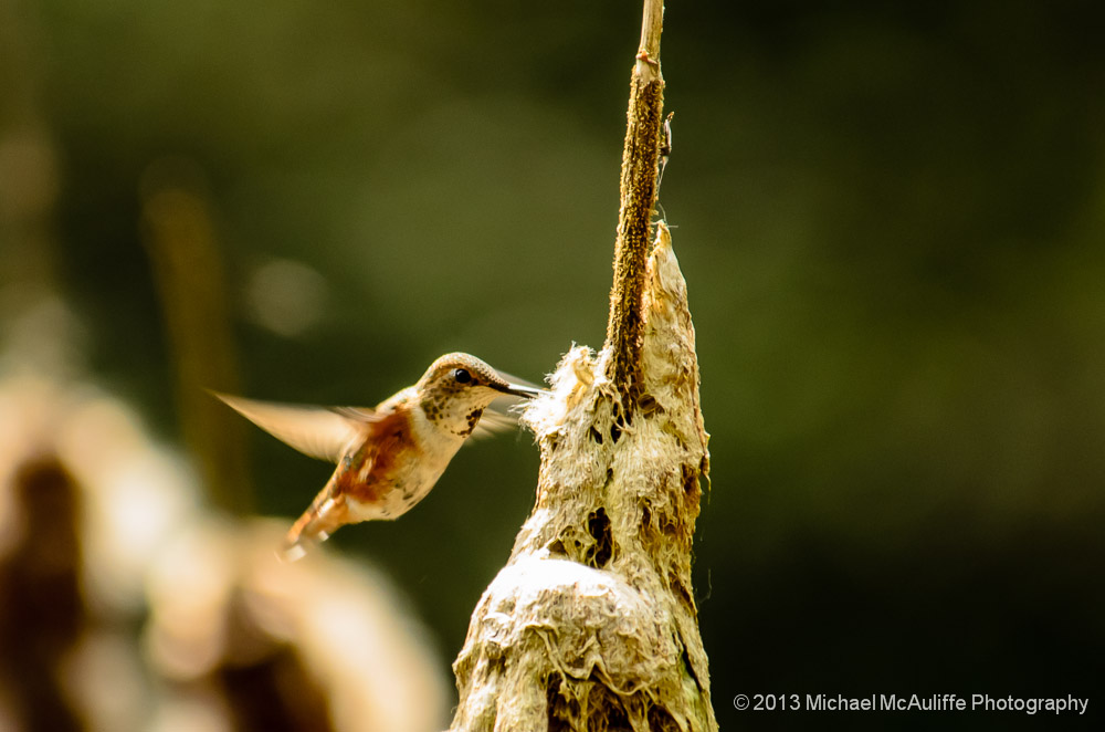 A Rufous Hummingbird gathers some nesting materials.