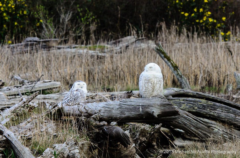 Two Snowy Owls on a log.