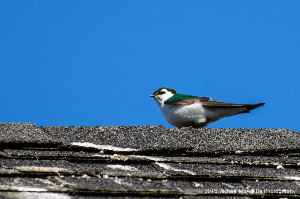 A Violet Green Swallow at Greenbank Farm.