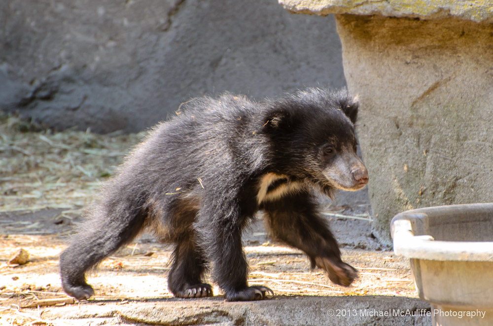 A Baby Sloth Bear at the Woodland Park Zoo