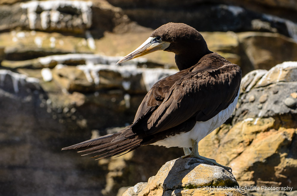 Female Brown Booby At Woodland Park Zoo