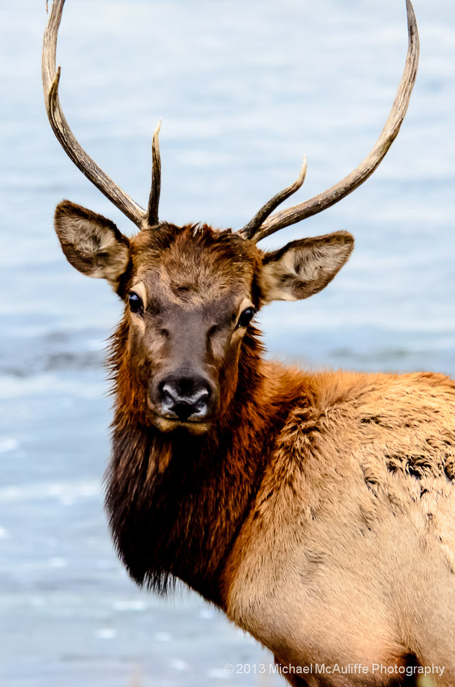 A Bull Elk on the Madison River in Yellowstone NP