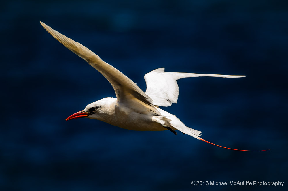 Red-tailed Tropicbird at Kilauea Point National Wildlife Refuge