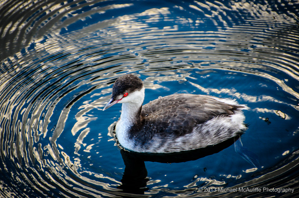 Horned Grebe on The Edmonds Wateront