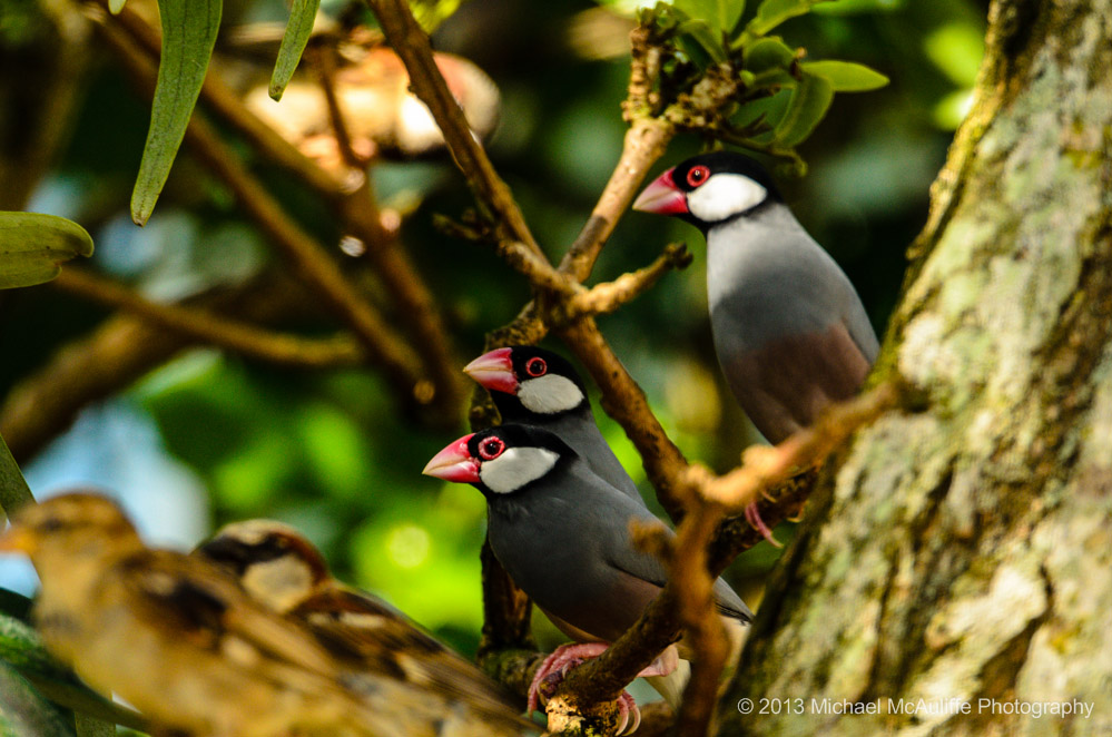 Java Sparrows in a tree on Kauai.