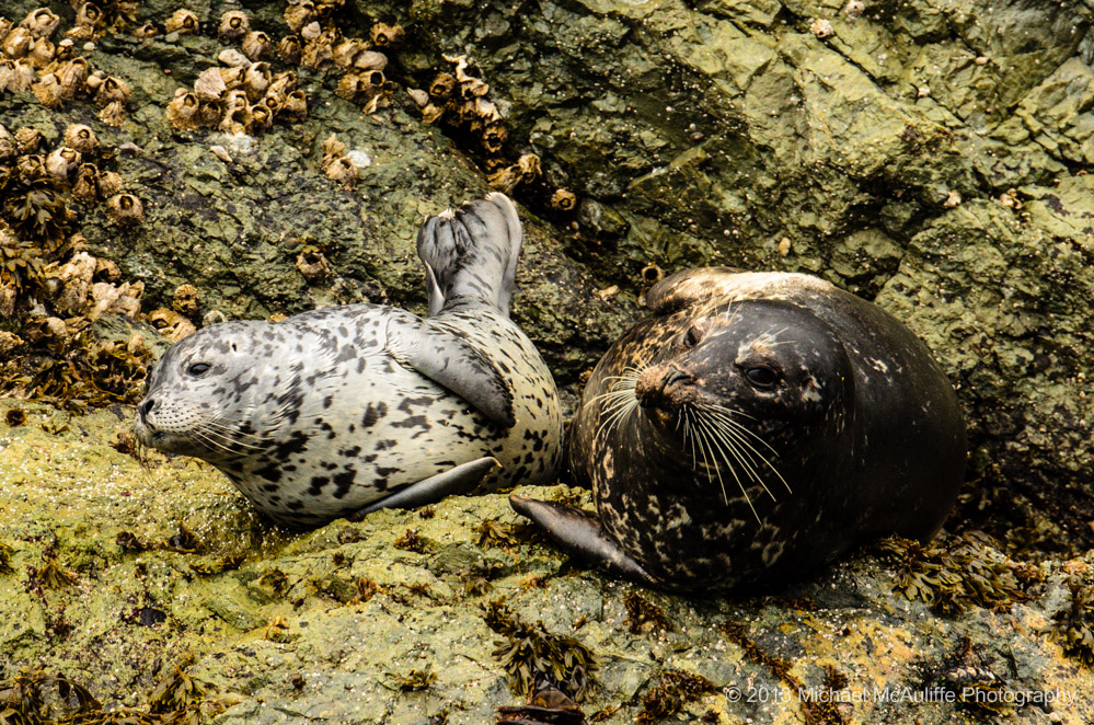 Mother Harbor Seal and Pup