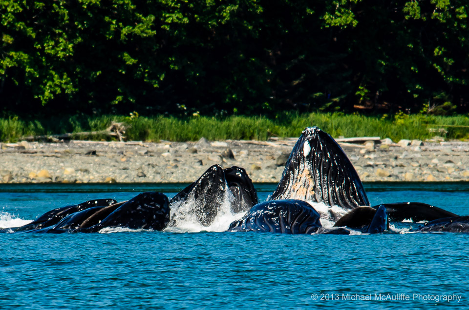 Humpback Whales Bubble Feeding