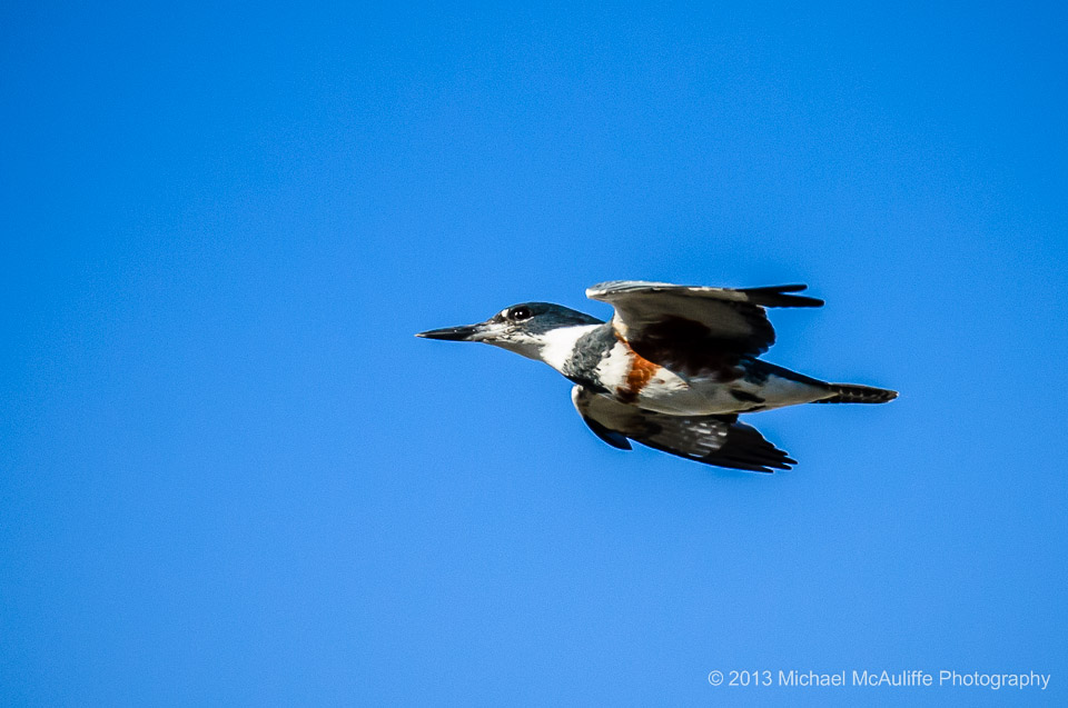 Belted Kingfisher streaks over the marsh in Edmonds.