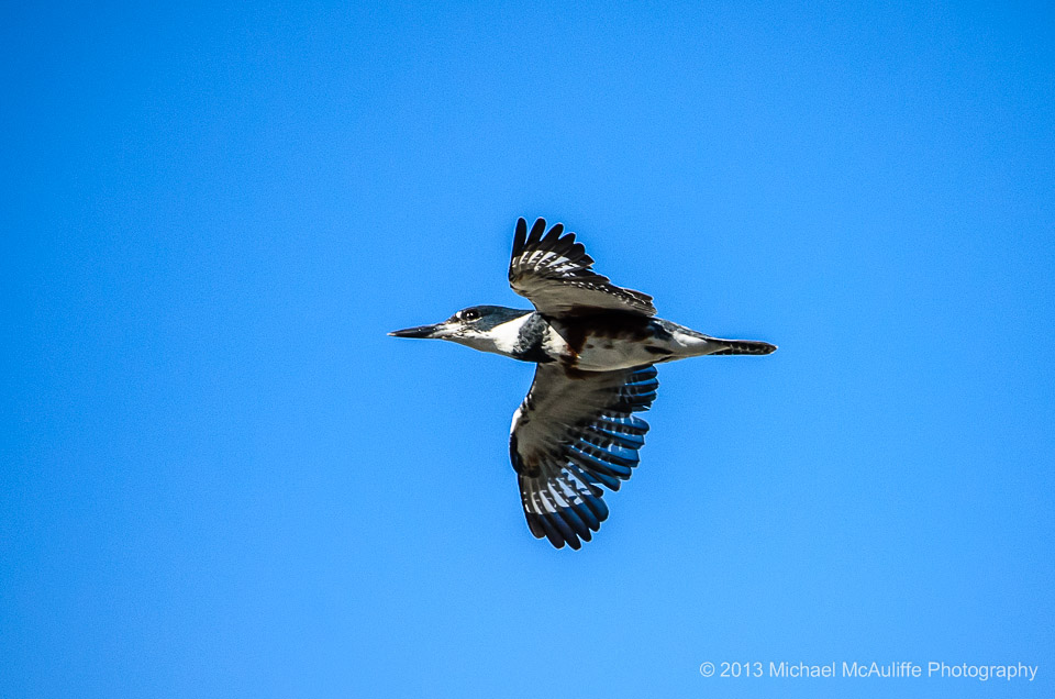 A Belted Kingfisher in flight.