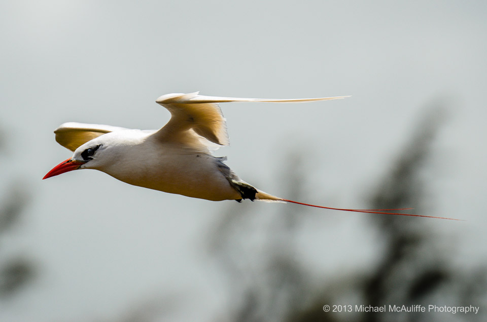 Soaring Red-tailed Tropicbird at the Kilauea Lighthouse 