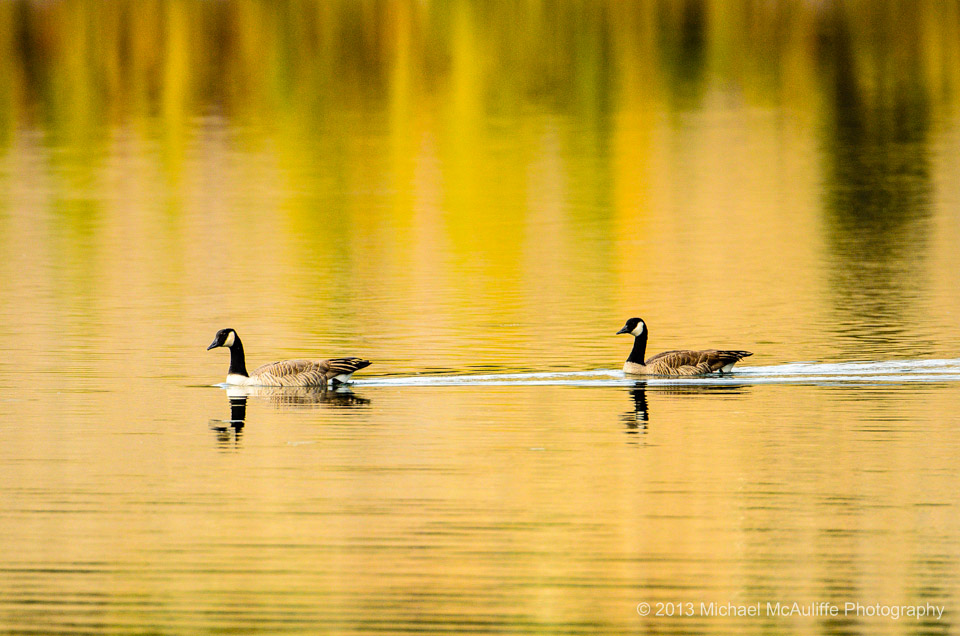 Geese on Wapato Lake With Fall Colors