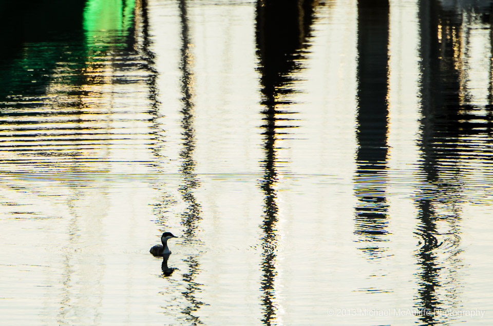 A Grebe on the waterfront in Edmonds Washington.