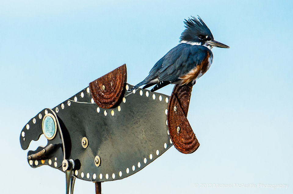 A Kingfisher poses on a metal fish on the waerfront in Edmonds, WA.