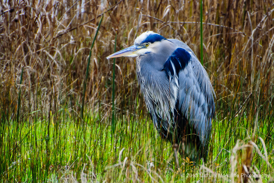 A Great Blue Heron at the Edmonds Marsh