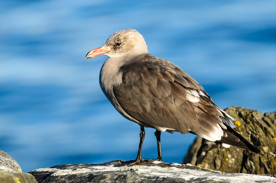 A Heermann's Gull on the waterfront in Edmonds, Washington