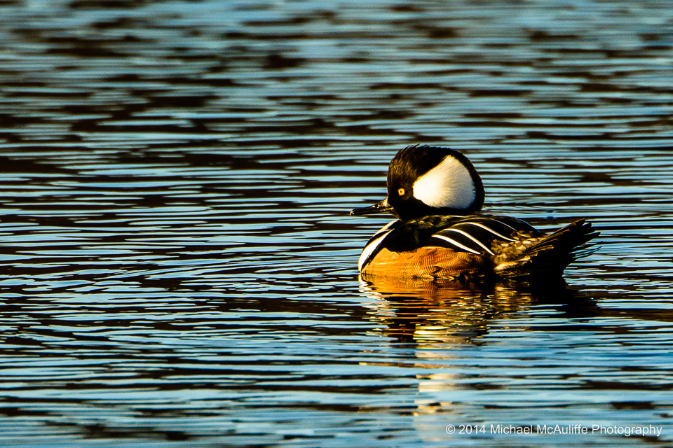 Male Hooded Merganser at Union Bay Natural Area