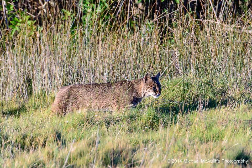 A bobcat at the Merritt Island Natinal Wildlife Refuge