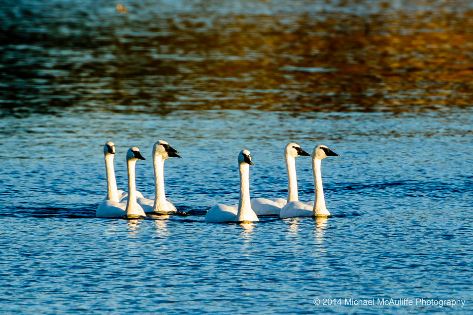 Trumpeter Swans on Lake Washington