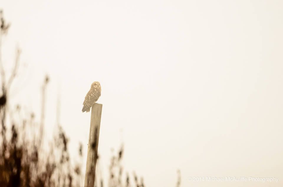 A Short-eared owl resting on a post.