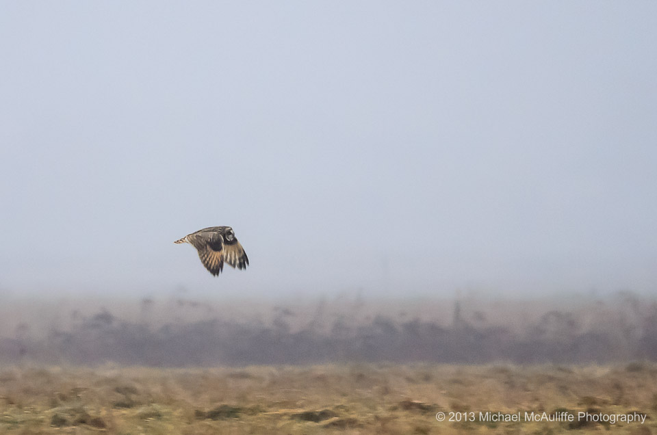 A Short-eared owl on the Samish Flats 