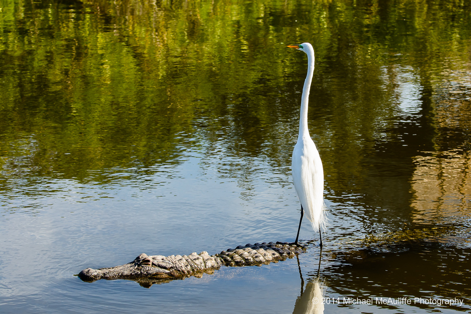 An Egret rides on the back of an alligator in Orlando, FL.