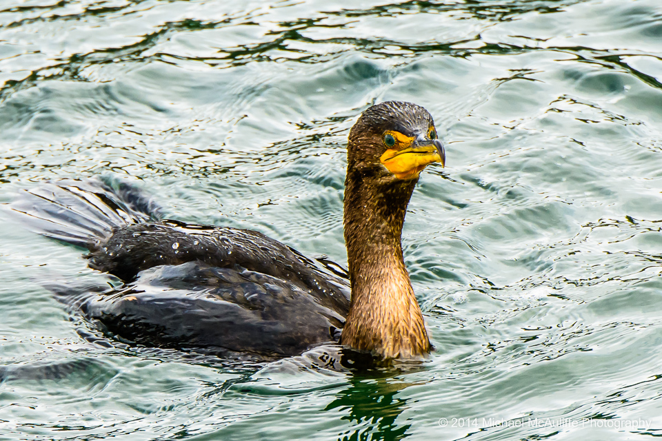A Double-crested Cormorant on the waterfront in Edmonds, Washington.