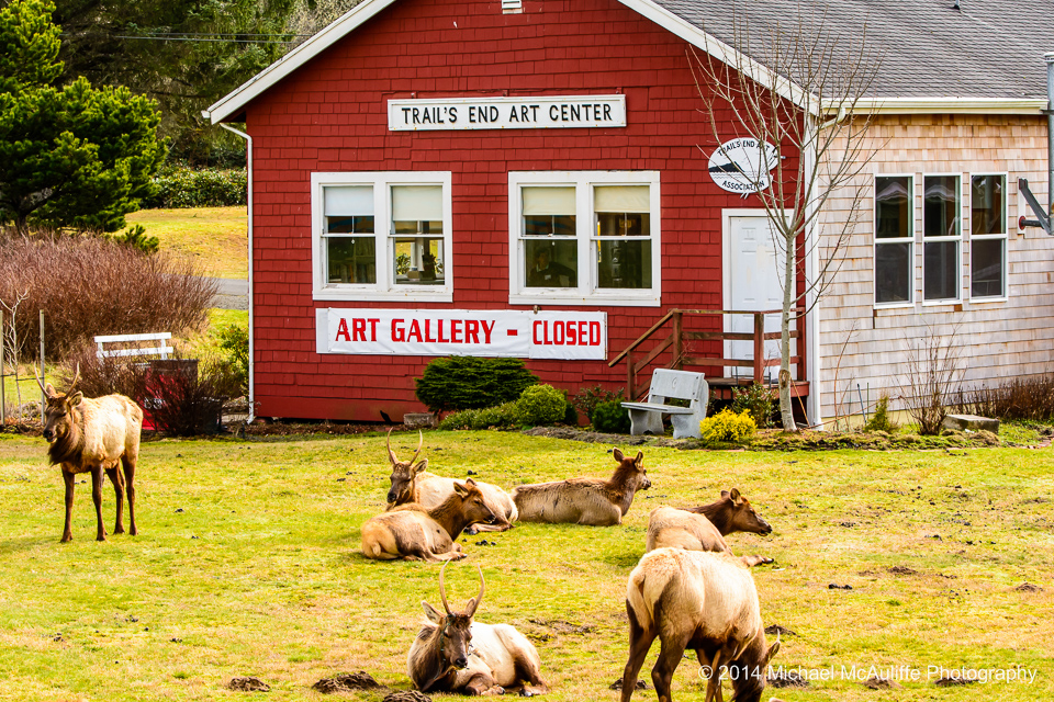 Elk in front of an art gallery in Gearhart, Oregon.