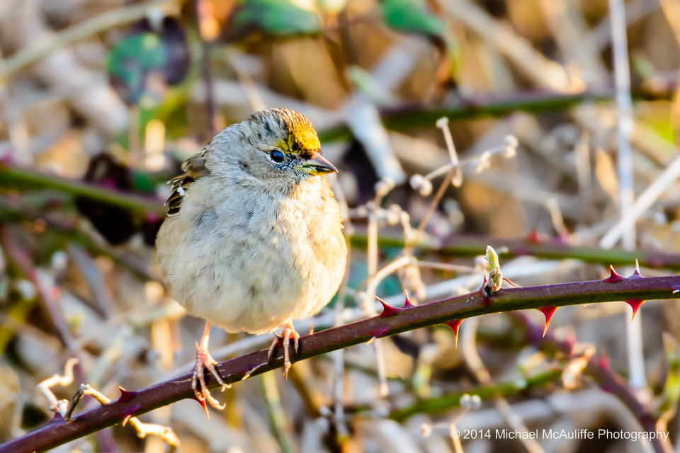 A Golden-crowned Sparrow at the Edmonds Marsh