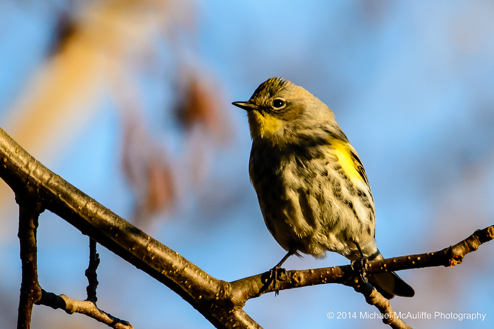 A Yellow-rumped Warbler at the Edmonds Marsh