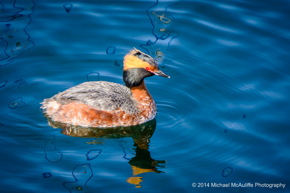 A Horned Grebe in breeding plumageo on the Edmonds waterfront.