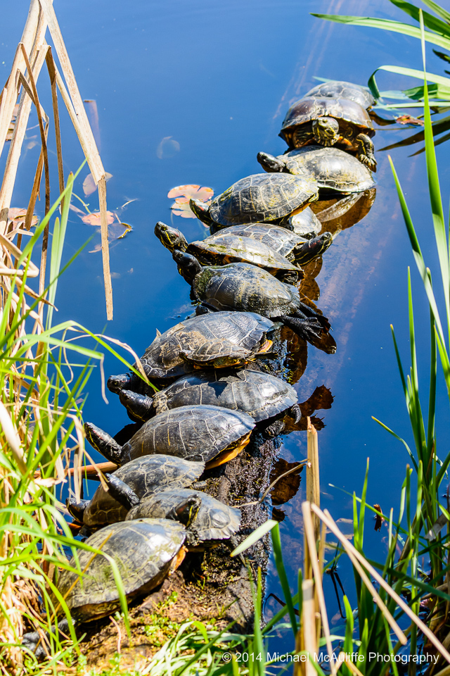 Turtles sunning themselves on a log at Juanita Bay Park.